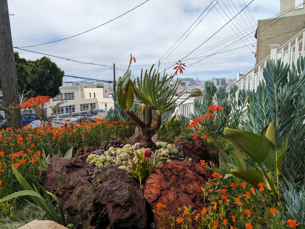 Aloes in orange flower among red lava rock and low orange groundcover, with the city skyline in the distance.
