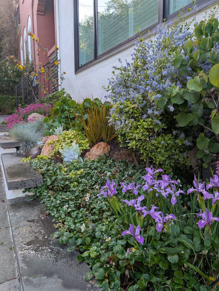 A layered border after rain: purple Pacific Coast iris in the foreground, blue ceanothus in flower behind, with grasses and succulents between.