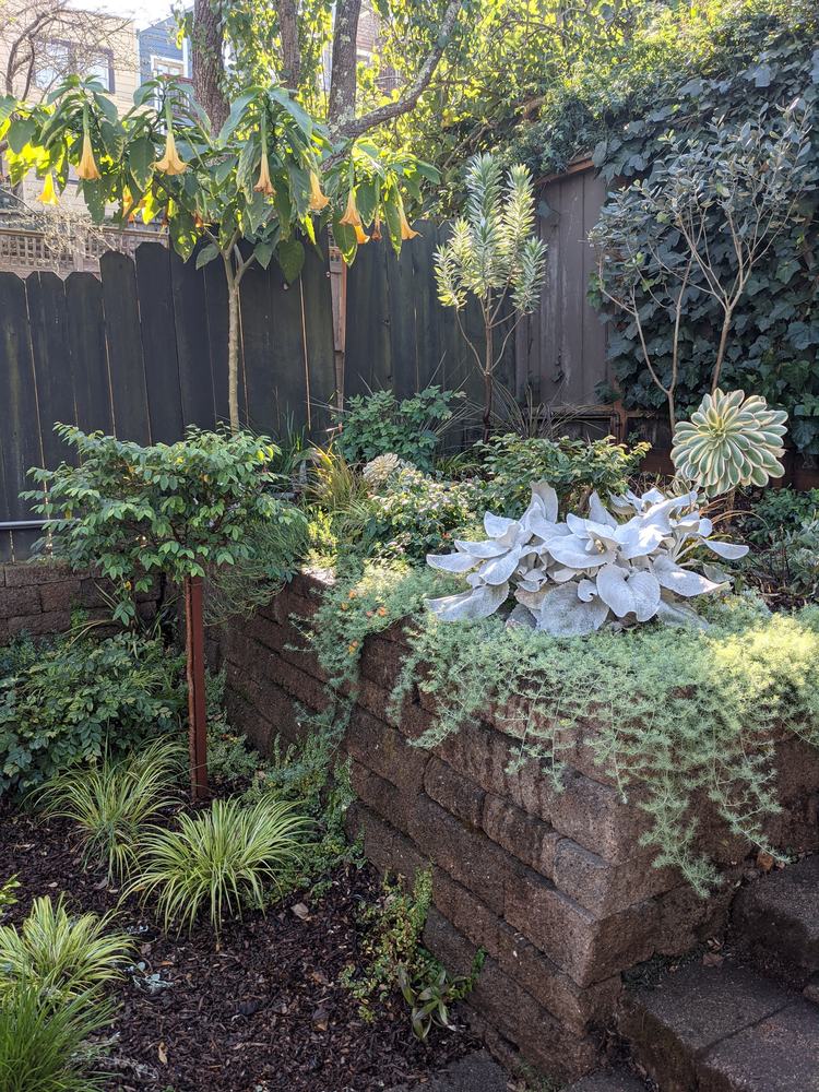 Late afternoon sun behind a brugmansia in flower, its yellow trumpets lit from behind, above silver foliage and an aeonium rosette.