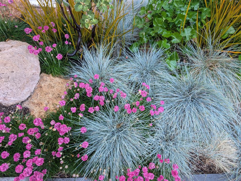 Mounds of blue fescue threaded with magenta dianthus beside a sandstone boulder.