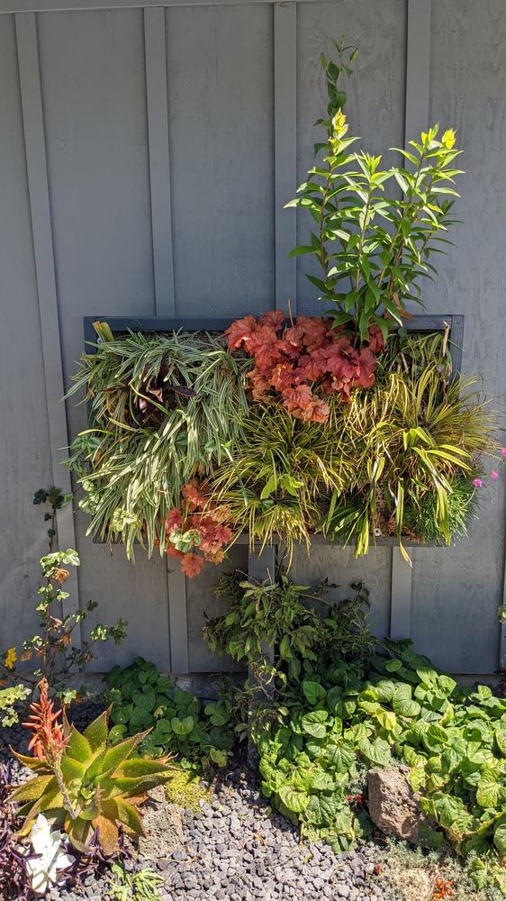 A living wall planted with red heuchera and variegated grasses, mounted on grey timber siding above a gravel bed.