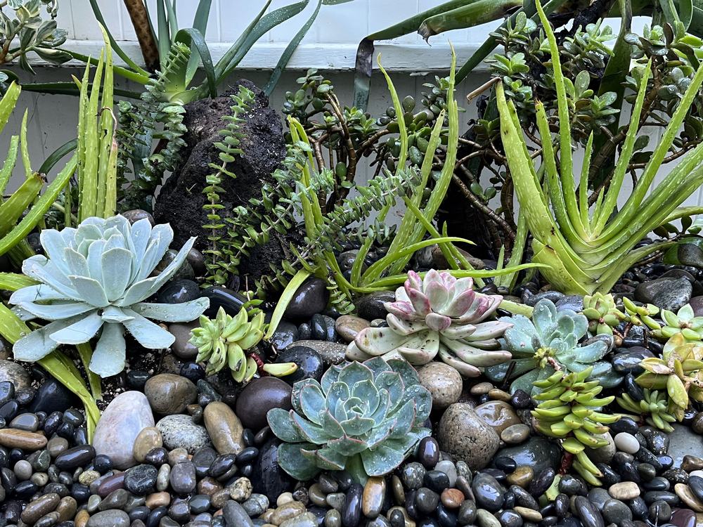 A close planting of echeveria rosettes, aloe and jade among lava rock and polished black pebbles.